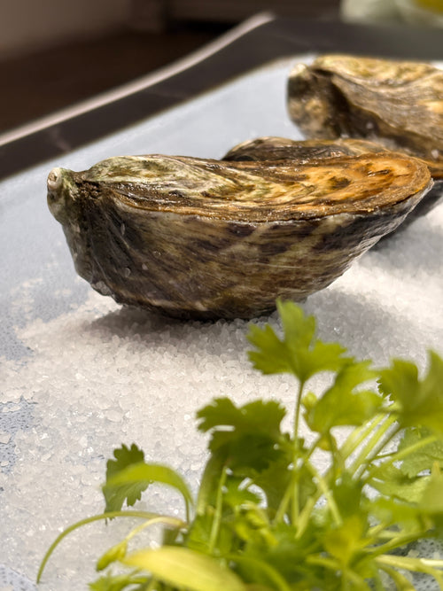 Premium Oysters